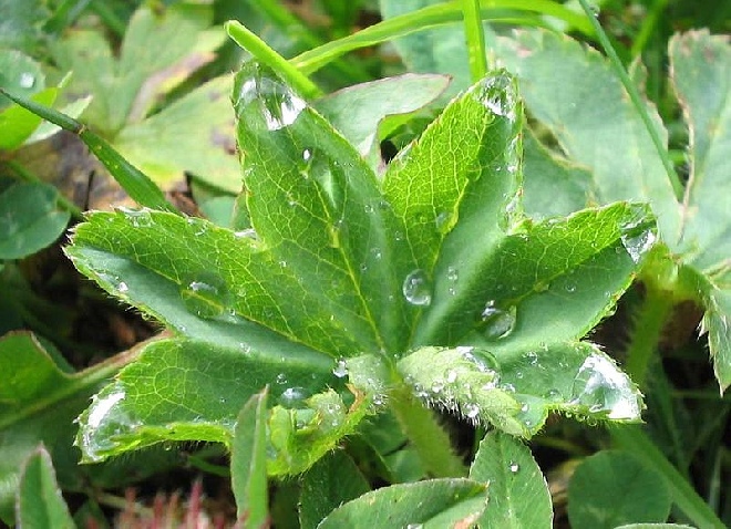 Alchemilla vulgaris Vrouwenmantel