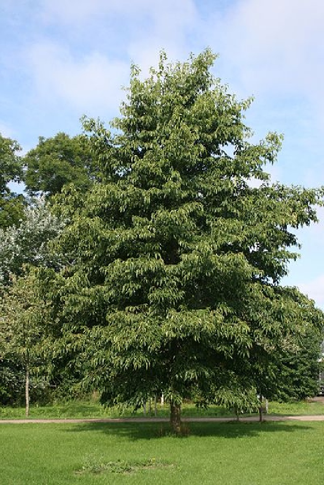 Alnus spaethii Els