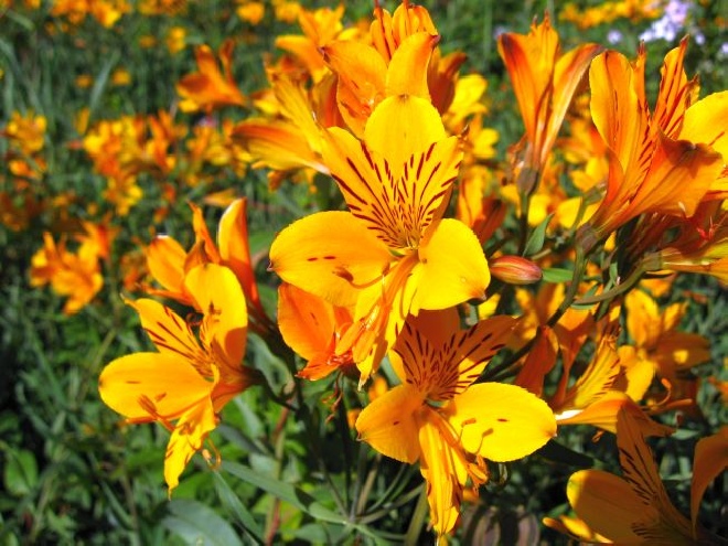 Alstroemeria aurea 'Orange King' Incalelie