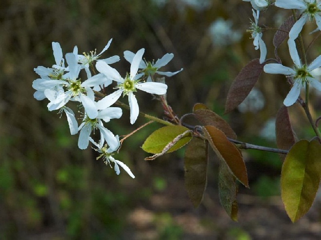 Amelanchier lamarckii (syn. Amelanchier grandiflora)(Haag) Amerikaanse Krentenboom
