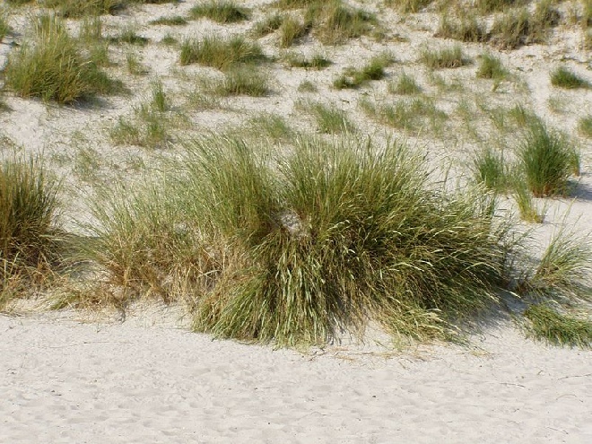 Ammophila arenaria Helmgras