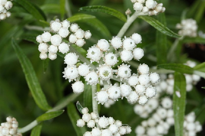Anaphalis margaritacea Witte knoop