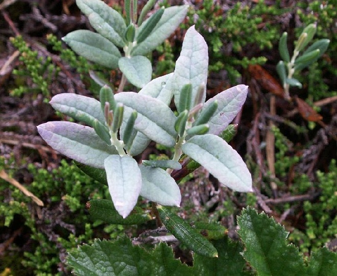 Andromeda polifolia Lavendelheide