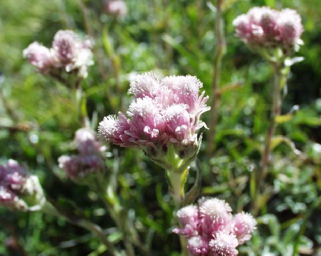 Antennaria dioica 'Rubra' Rozenkransje