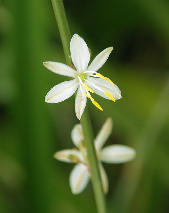 Anthericum liliago Graslelie