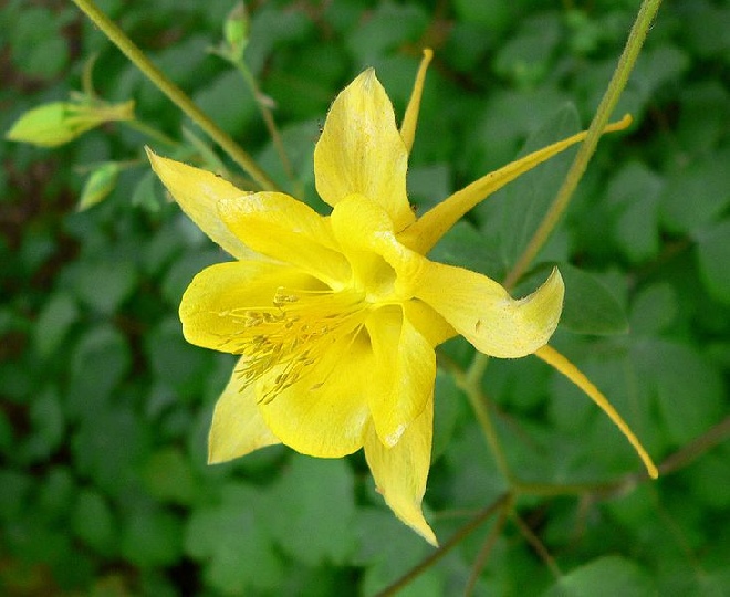 Aquilegia chrysantha 'Yellow Queen' Akelei