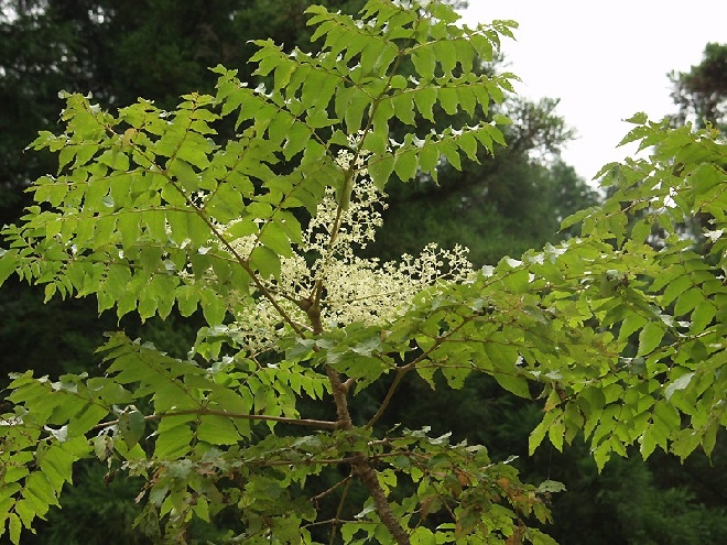 Aralia elata Duivelswandelstok