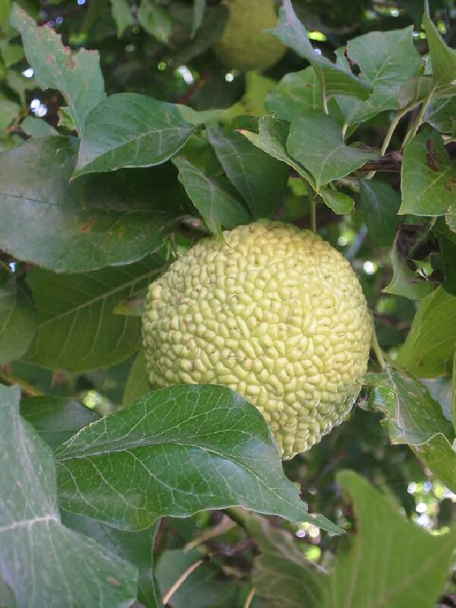 Maclura pomifera Osagedoorn