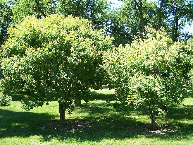 Maackia amurensis Amoerboom