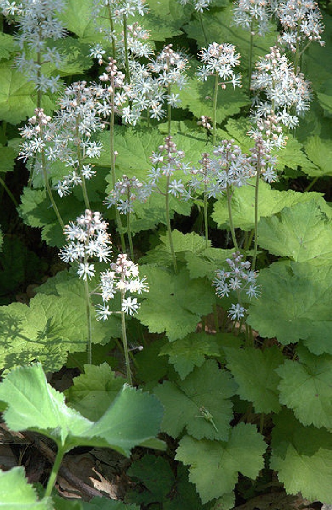 Tiarella wherryi Schuimbloem, Perzische Muts.