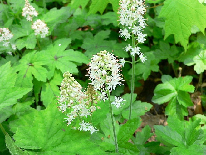 Tiarella cordifolia Schuimbloem,Perzische Muts.