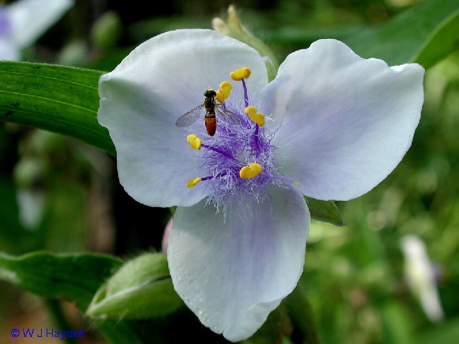 Tradescantia 'Osprey' (Andersoniana Group) Eendagsbloem