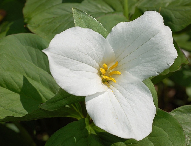 Trillium grandiflorum Drieblad