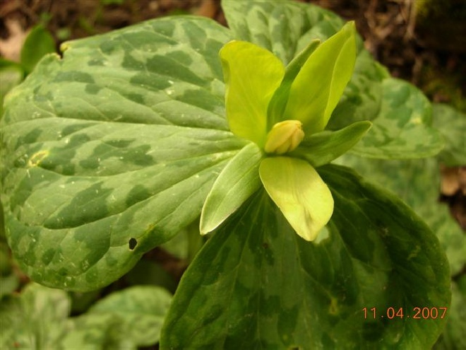 Trillium luteum Drieblad