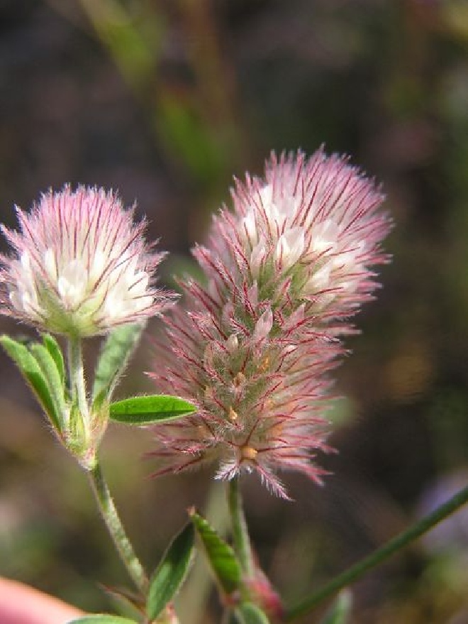 Trifolium rubens Klaver