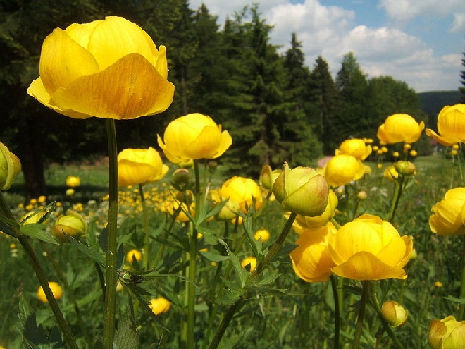 Trollius europaeus Kogelboterbloem, Kogelbloem.
