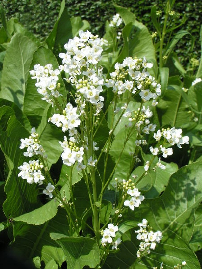 Armoracia rusticana Mierikswortel