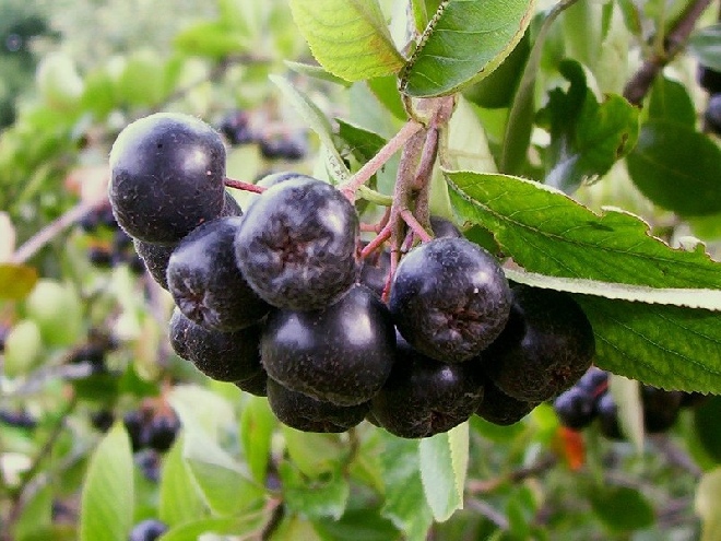 Aronia melanocarpa 'Hugin' Appelbes