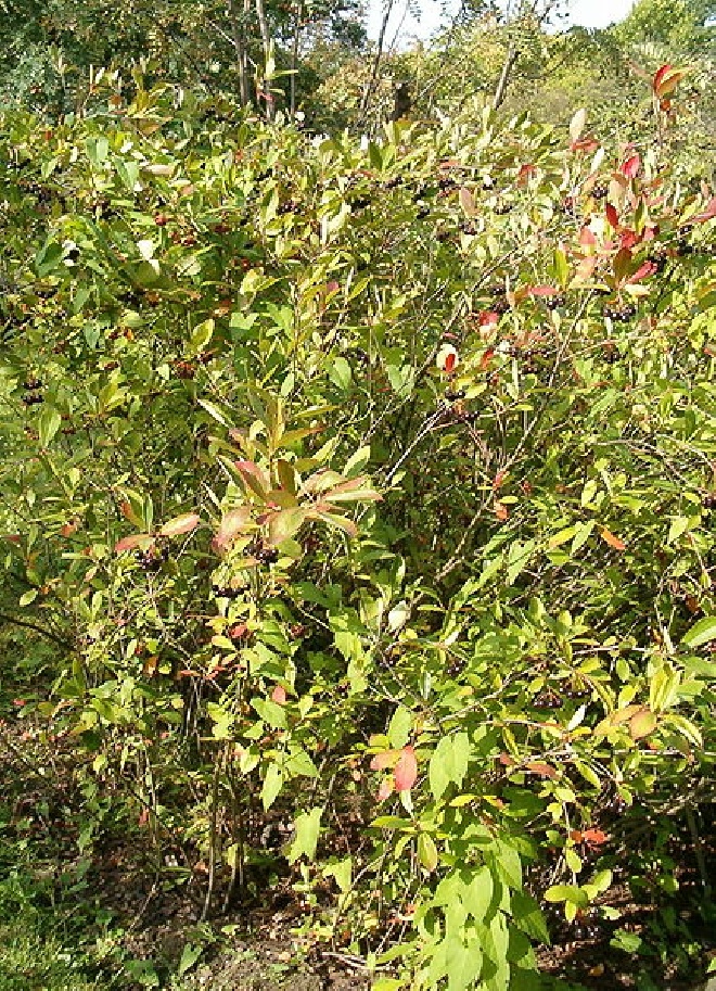 Aronia prunifolia 'Karhumäki' Zwarte Appelbes