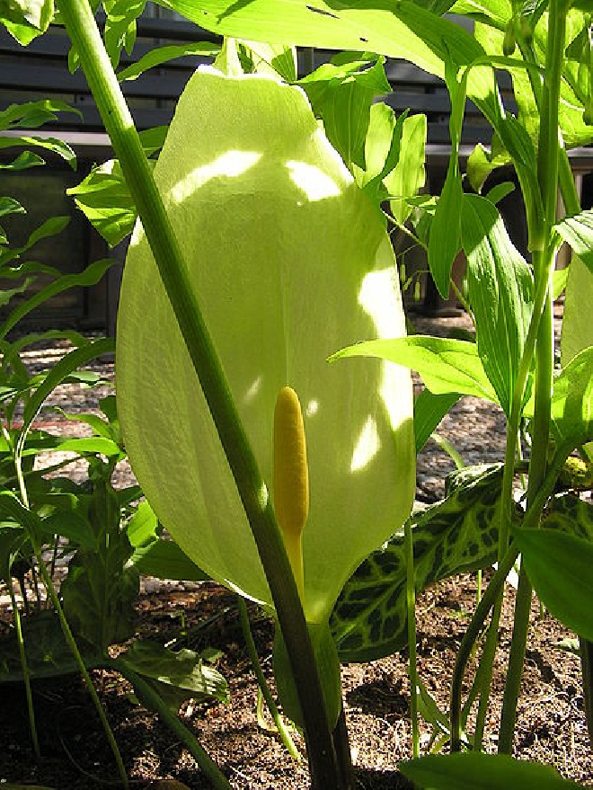 Arum italicum Aronskelk