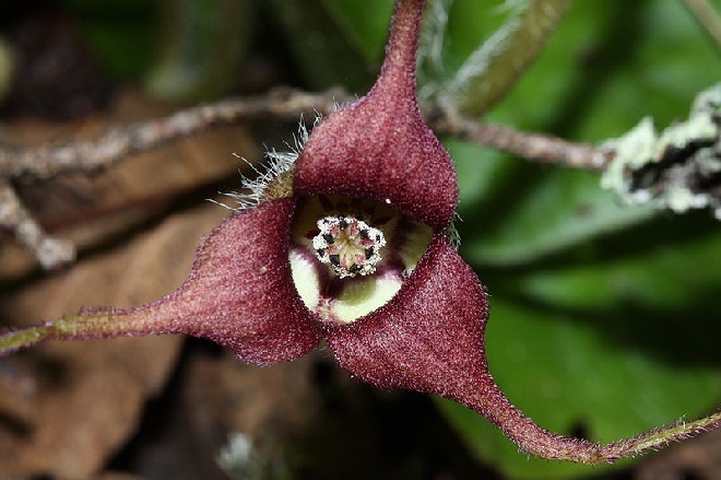 Asarum caudatum Mansoor