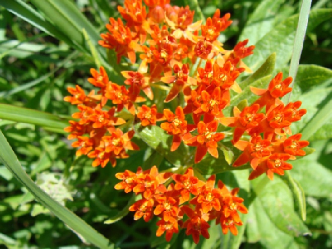 Asclepias tuberosa Knolzijdeplant