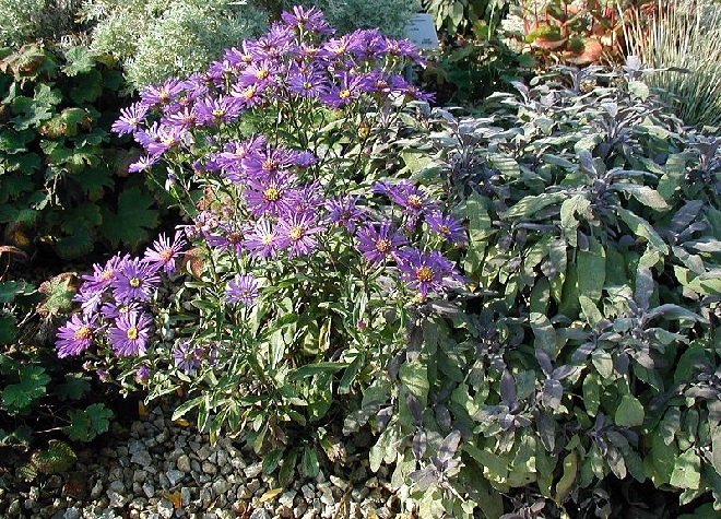 Aster 'Alice Haslam' Herfstaster