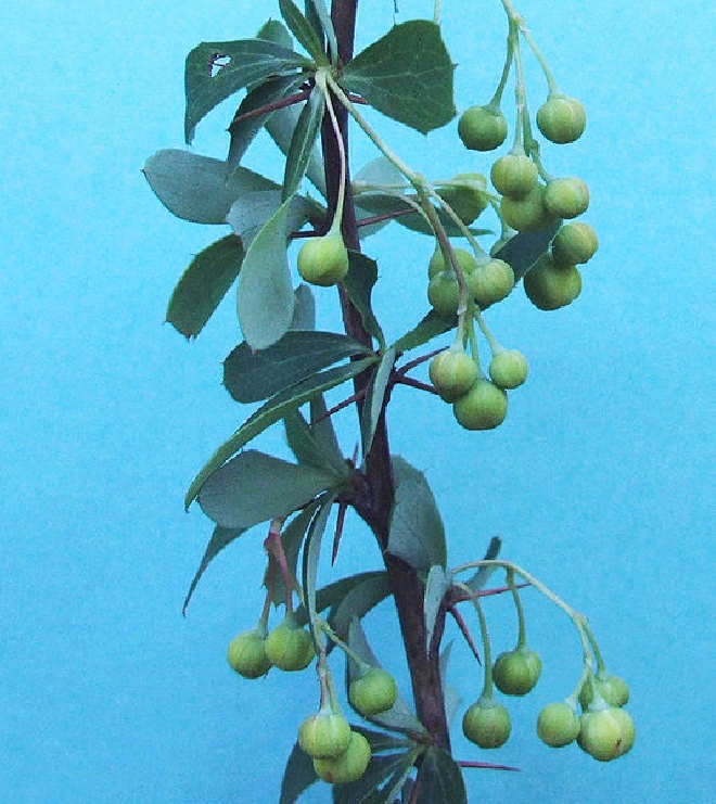 Berberis stenophylla Zuurbes