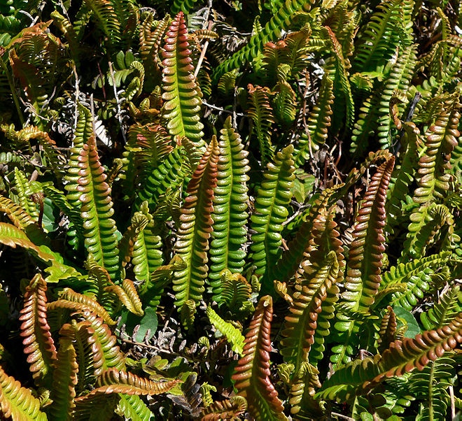 Blechnum penna-marina 