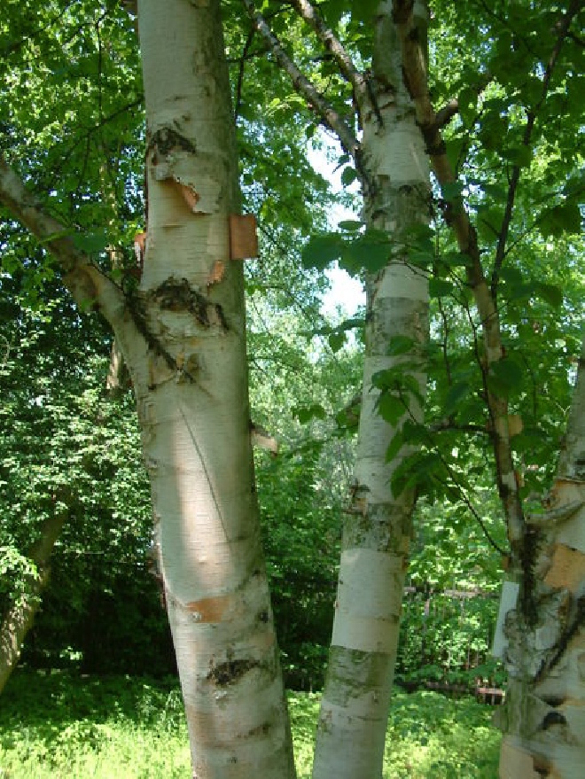 Betula papyrifera Papierberk