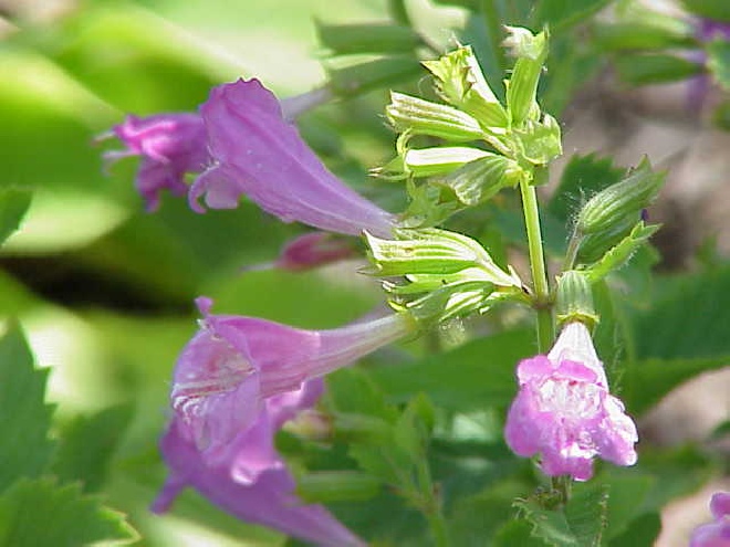 Calamintha grandiflora Bergsteentijm