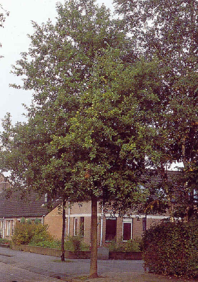 Quercus cerris Moseik, Turkse Eik