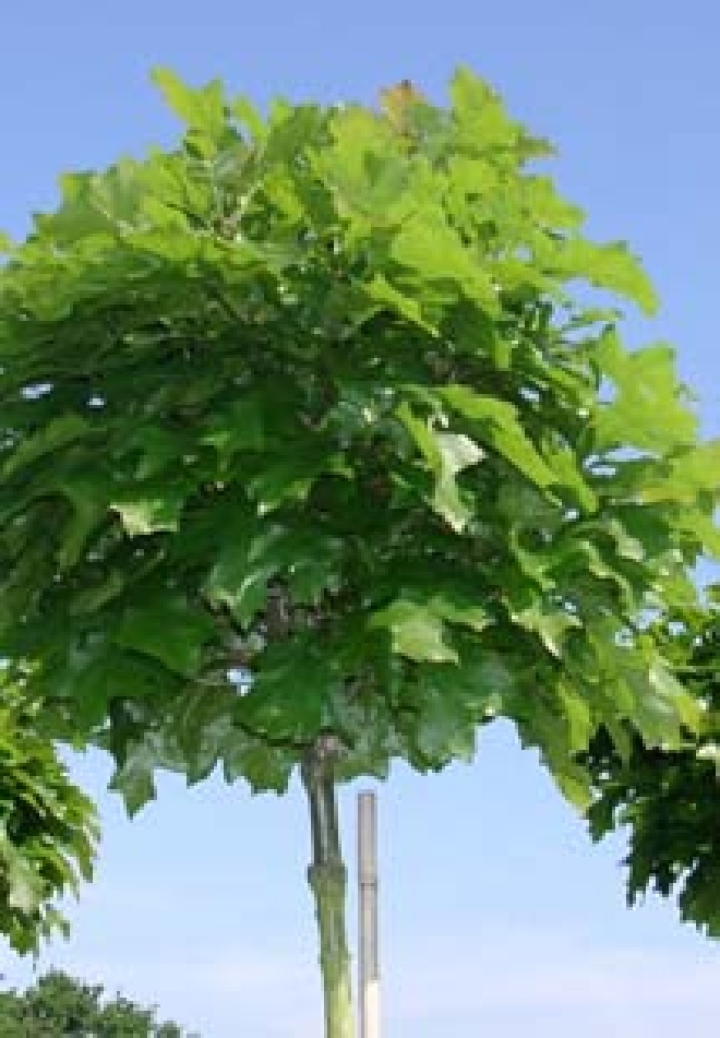 Quercus palustris 'Green Dwarf' Boleik, Moeraseik