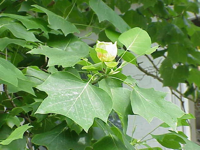 Liriodendron tulipifera Tulpenboom
