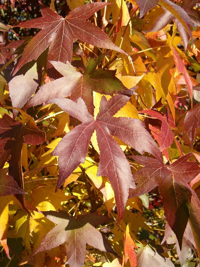 Liquidambar styraciflua Amberboom