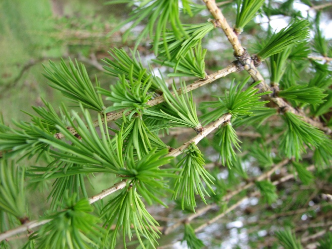 Larix decidua Europese Larix, Lork, lariks