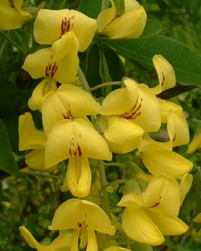 Laburnum anagyroides Wilde Goudenregen