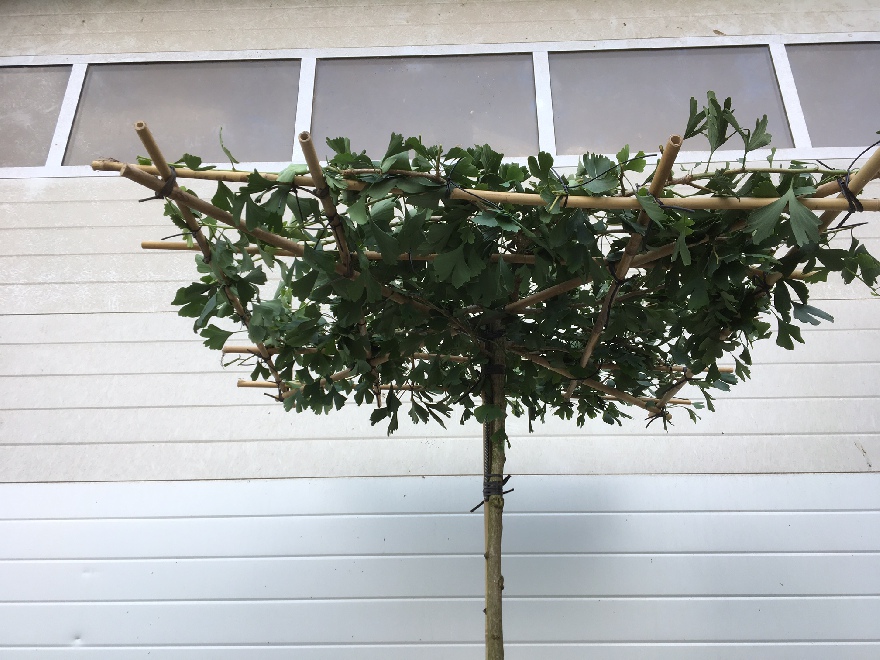 Ginkgo biloba 'Horizontalis' (Dakginkgo) Japanse Notenboom, Waaierboom, Eendepootboom