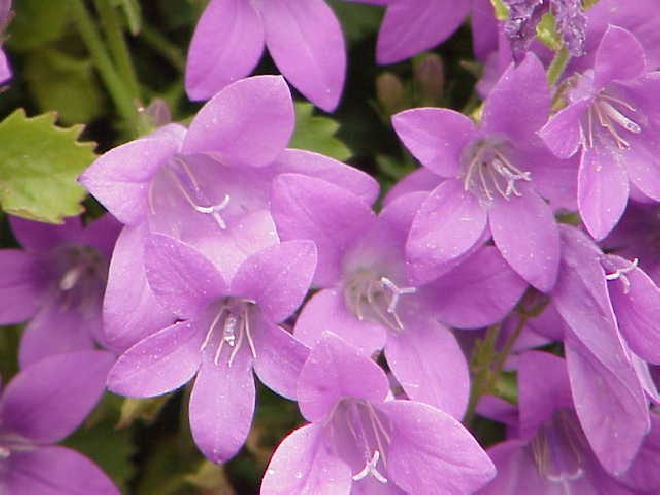Campanula portenschlagiana Klokje