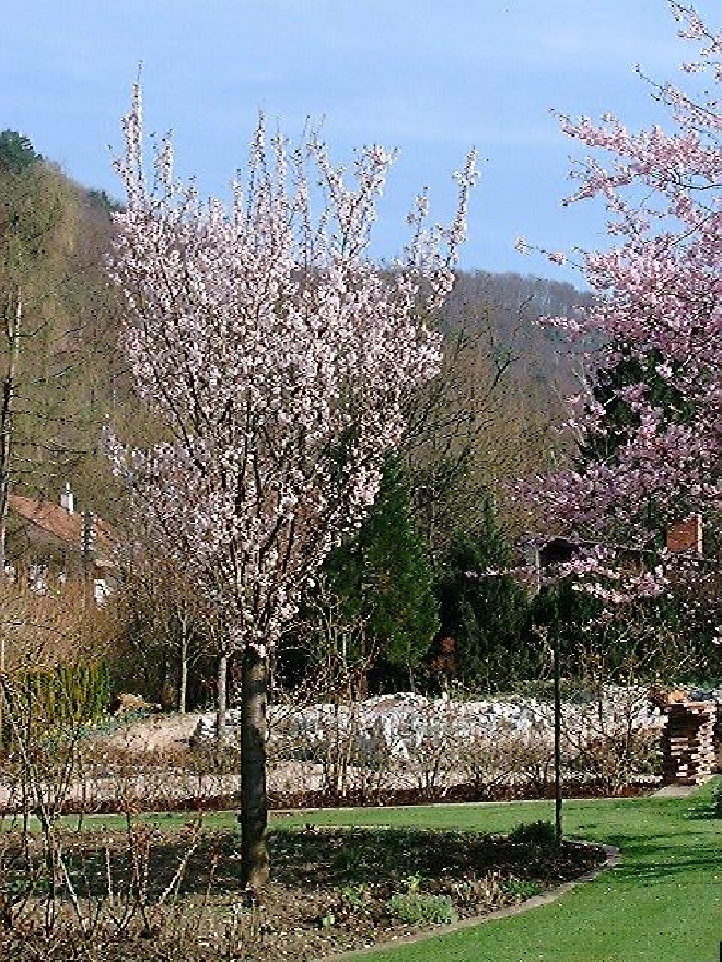 Prunus 'Spire' Zuilvormige Sierkers