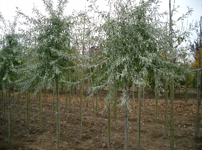 Pyrus salicifolia 'Pendula' Treurpeer