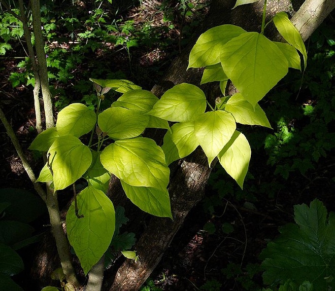 Catalpa bignonioides 'Aurea' Gele Trompetboom
