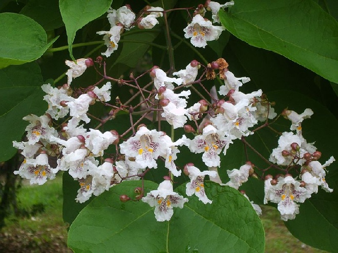 Catalpa bignonioides Trompetboom