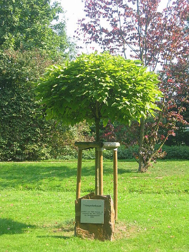 Catalpa bignonioides 'Nana' Boltrompetboom, Bolcatalpa
