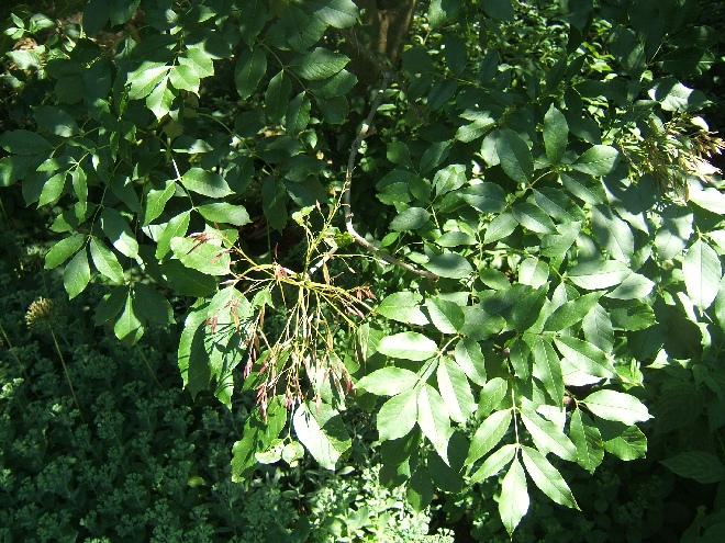 Fraxinus ornus Pluim-es, Bloem-es, Manna-es