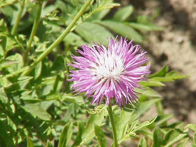 Centaurea dealbata Bestoven centaurie