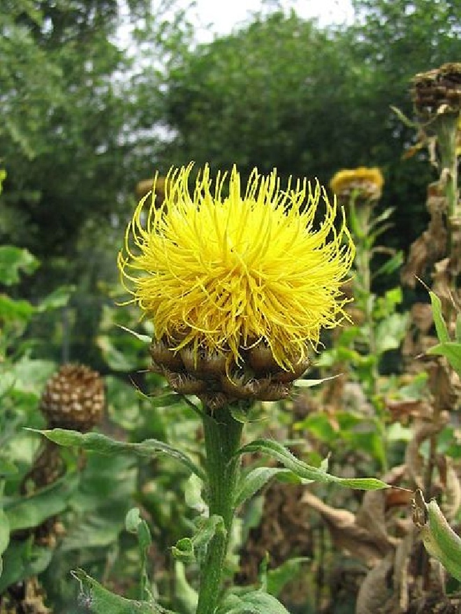 Centaurea macrocephala Centaurie