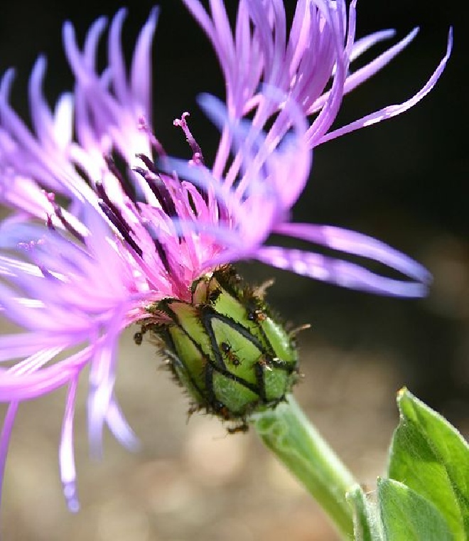 Centaurea montana Bergkorenbloem