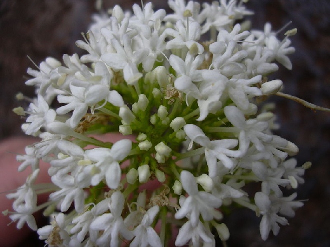 Centranthus ruber 'Albus' Witte Rode Valeriaan, Witte Spoorbloem