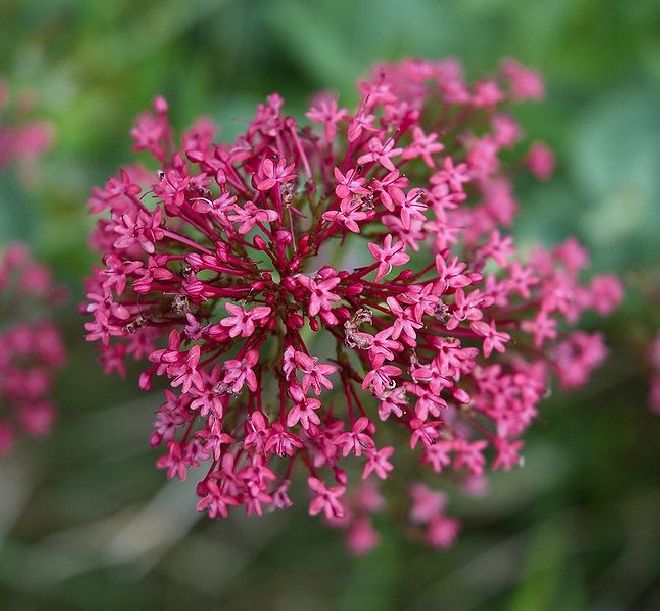 Centranthus ruber Rode Valeriaan, Spoorbloem
